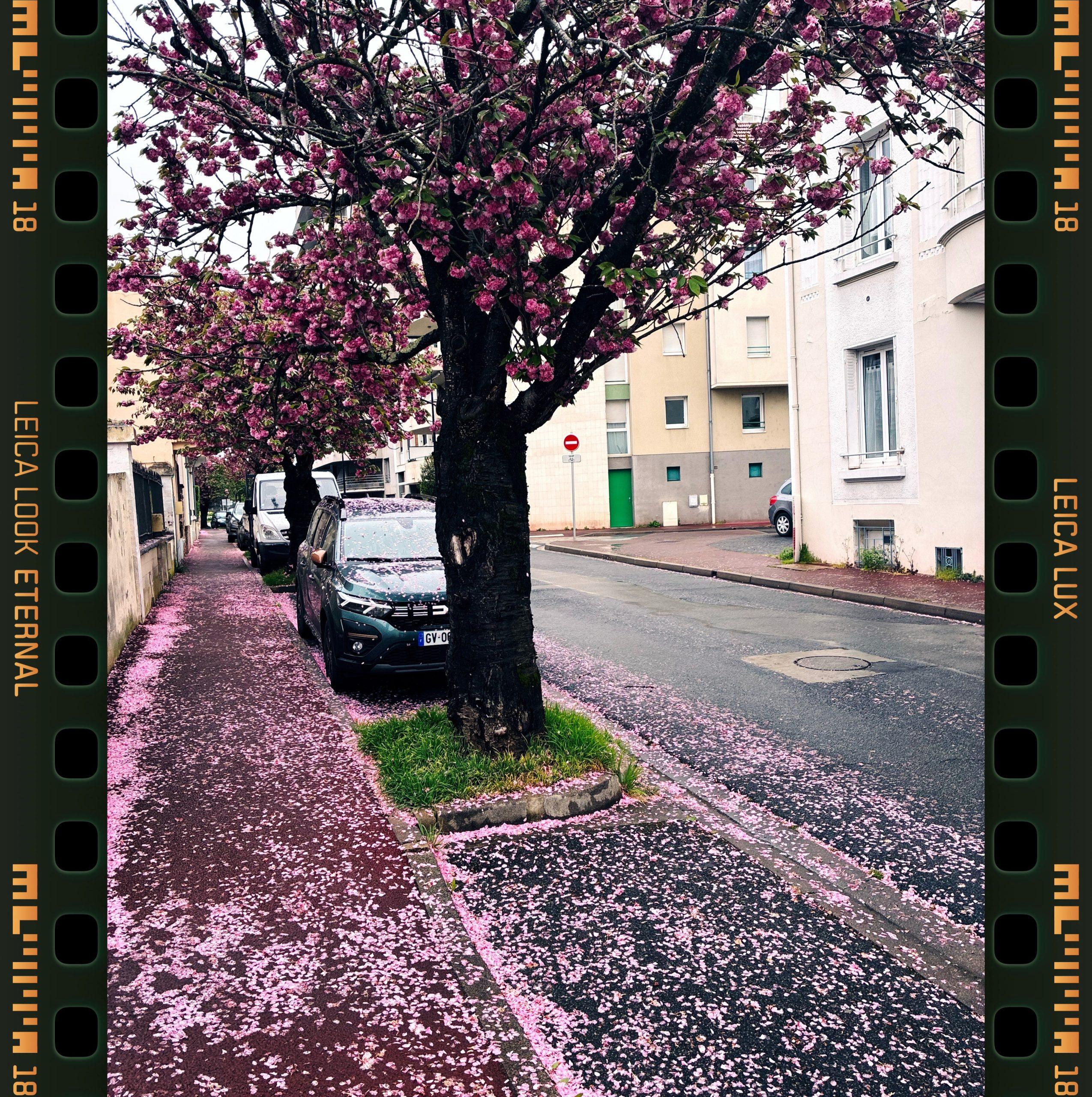 Les fleurs du cerisier jonchent le sol après la pluie